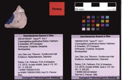 Foto (Objekt + Etiketten) von Cracensigillatus gracilirostrus (Robins, Feldmann & Schweitzer, 2013) (NHMW-GEO-1990-0041-0165)
